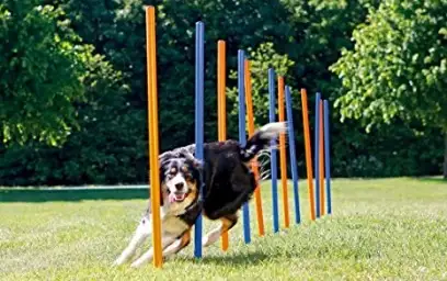 10-test-optimisation-photo-produit-wordpress-chien-agility-mouvement