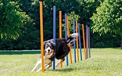10-test-optimisation-photo-produit-wordpress-chien-agility-mouvement-kraken-optimized