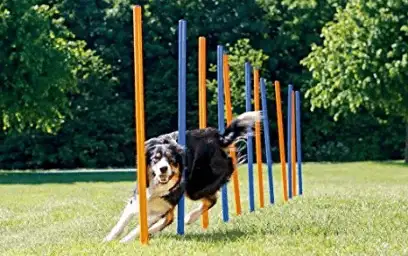 10-test-optimisation-photo-produit-wordpress-chien-agility-mouvement-kraken-optimized