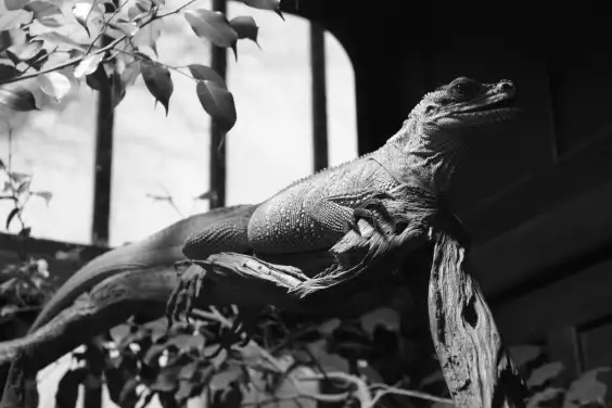 iwb-lezard-fond-ecran-libre-droit-1