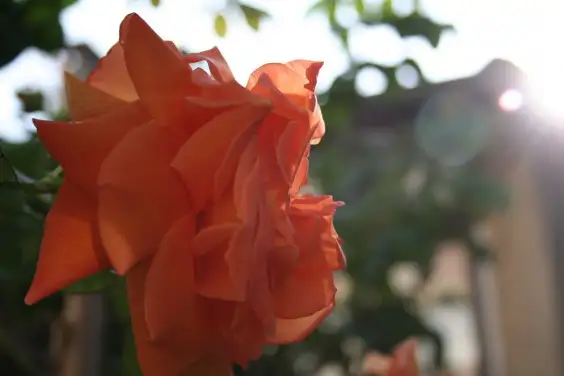iwb-fleurs-orange-fond-ecran-libre-droit-3