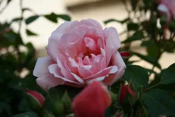 iwb-fleurs-rose-clair-fond-ecran-libre-droit-4