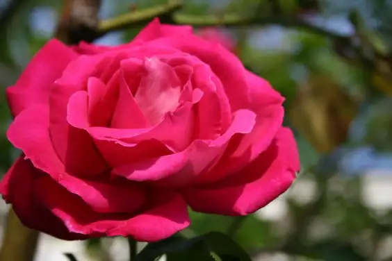 iwb-fleurs-rose-fond-ecran-libre-droit-2